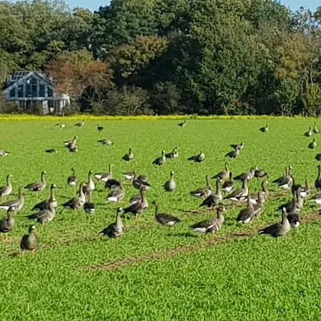 Niederrhein Wesel (North Rhine-Westphalia)