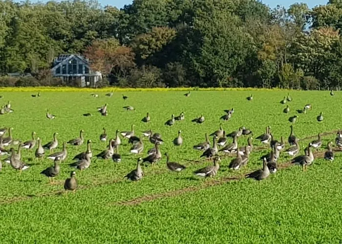 Niederrhein Wesel (North Rhine-Westphalia)